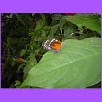 Butterfly 13.jpg